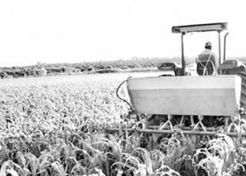 Liberalisasi Sektor Pertanian dalam ASEAN Economic Community 2015