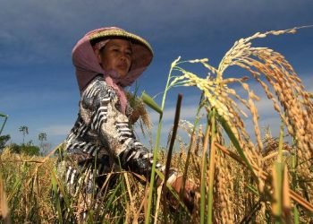 Petani Tak Perlu Sewa Lahan Pemerintah untuk Pertanian