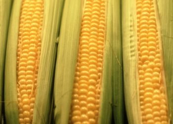 Perusahaan Asal AS Produksi 14.000 Ton Benih Jagung di Mojokerto