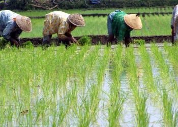 Sektor Pertanian I Perdagangan Bebas Batasi Peran Negara Memperkuat Petani Lokal