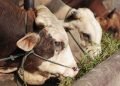 KETENTUAN BATASAN IMPOR SAPI RI: Pengamat Mulai Urai Kemungkinan Dampak Kemenangan Gugatan AS & Selandia Baru