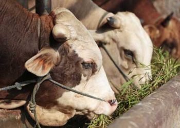 KETENTUAN BATASAN IMPOR SAPI RI: Pengamat Mulai Urai Kemungkinan Dampak Kemenangan Gugatan AS & Selandia Baru