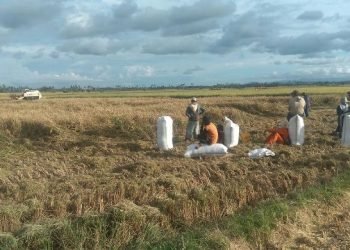 Kalah di WTO Lawan AS Dan Selandia Baru Petani Indonesia Terancam Semakin Miskin