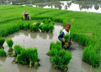 Perjanjian Perdagangan Bebas Tidak Beri Perlindungan Petani