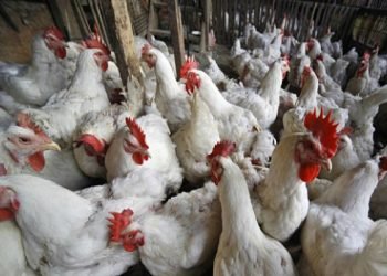 Keputusan Appelate Body WTO Ancam Kedaulatan Pangan RI