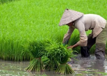 Data Lemah, Pertanian Indonesia Terus Mundur