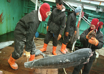 Investasi Asing Meningkatkan Praktik Perbudakan di Atas Kapal?