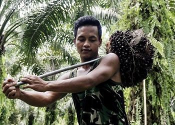 Aktivis: Jangan Atur Kelapa Sawit Dalam I-UE CEPA