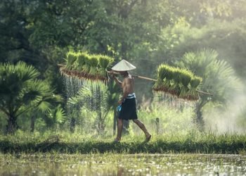 Sanksi Dagang AS Ancam Kedaulatan Pangan Indonesia