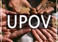 UPOV 1991 Dalam Konteks Perjanjian Perdagangan Bebas