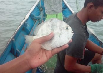 SIARAN PERS BERSAMA Perjanjian Perdagangan Bebas Indonesia dan Norwegia Rugikan Nelayan Indonesia