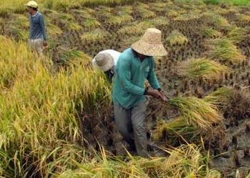 IGJ Menyoal Isu Pangan Dalam Debat PilPres 2019