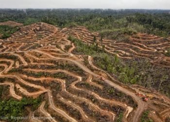 Kaji Ulang IEU CEPA Harus Dilakukan Atas Dasar Hak Asasi Manusia, Bukan Karena Sawit