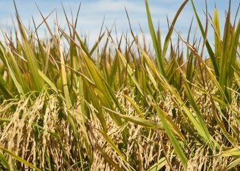 Tunda Pengesahan RUU Sistem Budidaya Pertanian Berkelanjutan Yang Menjerat Petani