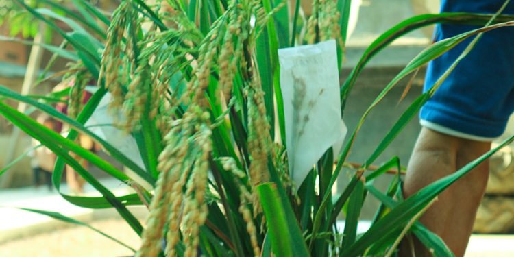 Pengembangan benih padi secara swadaya oleh petani Indramayu - IGJ