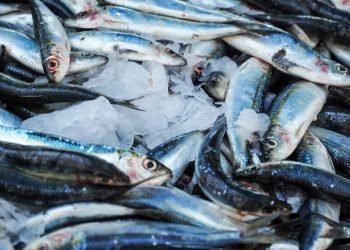 DAMPAK BURUK BAGI NELAYAN BERSKALA KECIL