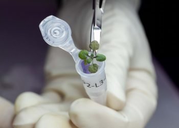 Tanaman Transgenik Bukan Solusi!