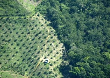 Cantons want palm oil off the table in Indonesia and Malaysia free trade talks