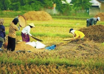 IGJ’s View: Condition of the Right to Food in Indonesia