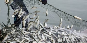 Negosiasi Subsidi Perikanan Menuju MC13: Beberapa Permasalahan Utama