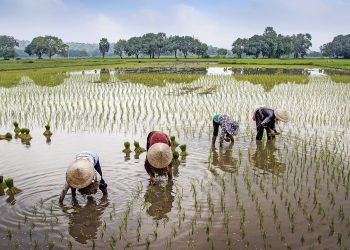 field, farmer, rural-5430070.jpg